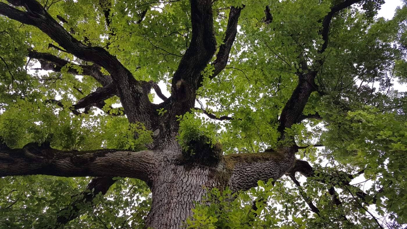 arbre remarquable