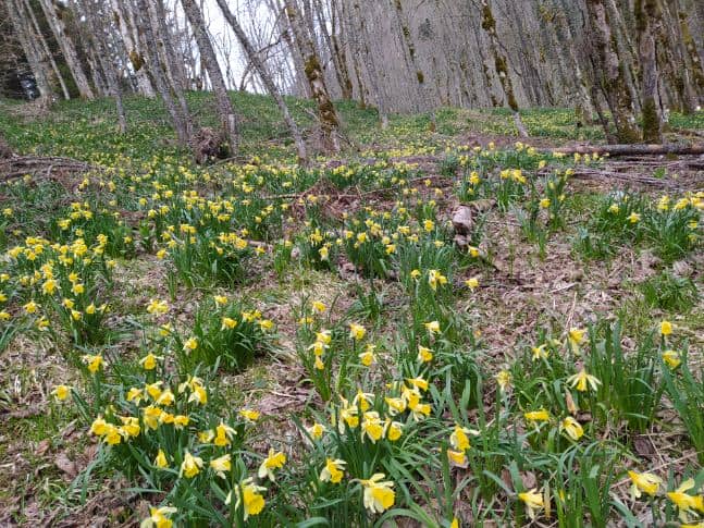 jonquilles sauvages chartreuse