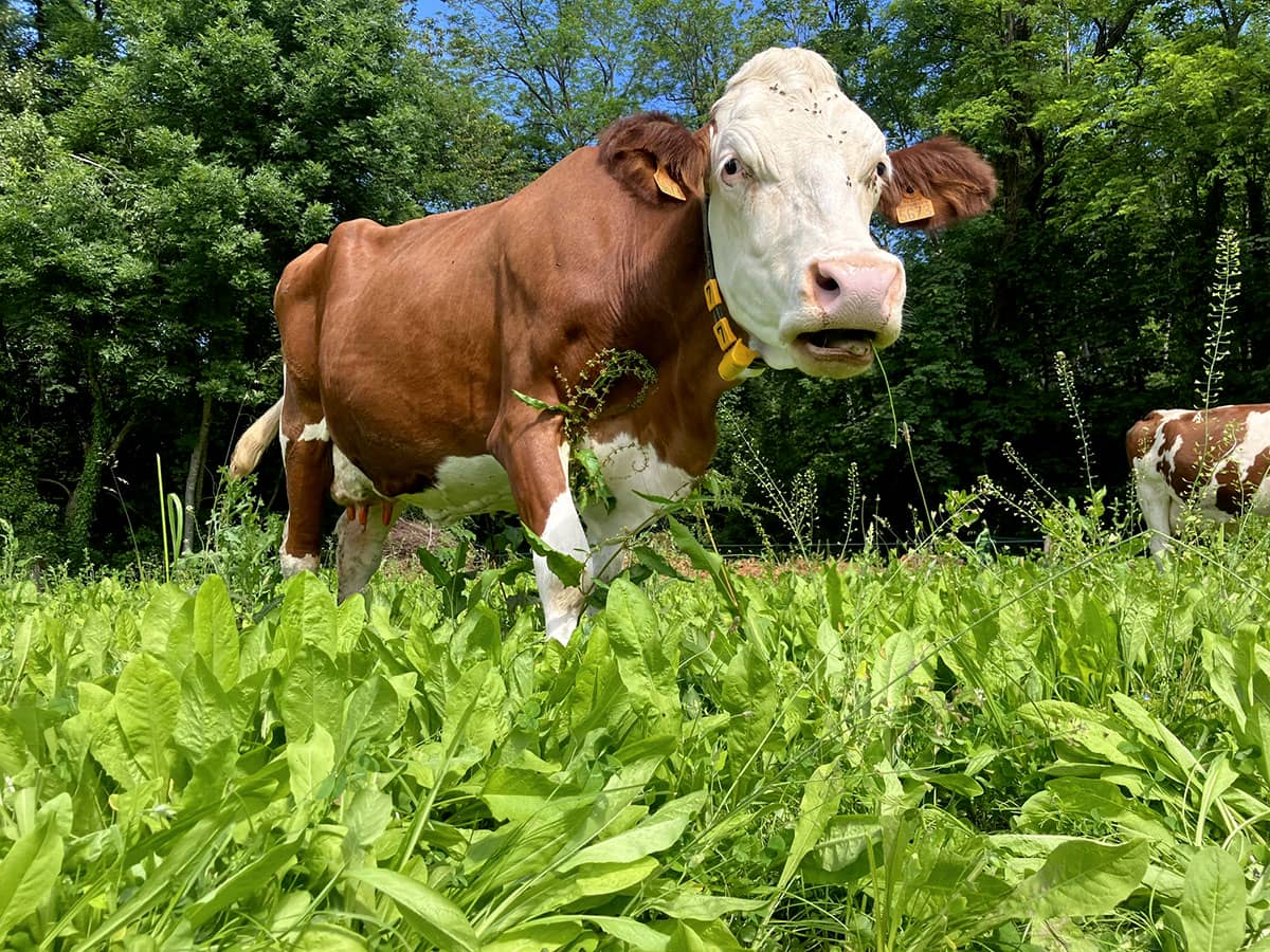 Vache Abondance en p&acirc;ture